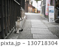 川越の路地裏でこちらを見つめる猫 130718304