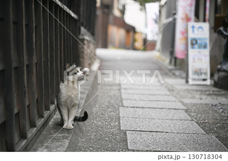 川越の路地裏でこちらを見つめる猫 川越の路地裏でこちらを見つめる猫 130718304