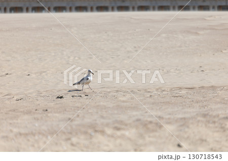 Seagull on Sandy Beach 130718543