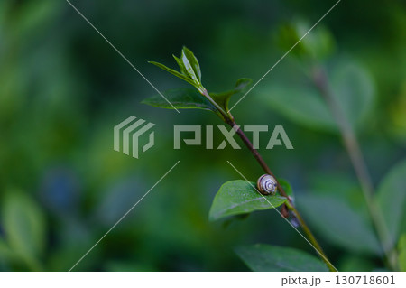 Snail on Leaf in Greenery Snail on Leaf in Greenery 130718601