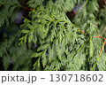 Close-Up of Evergreen Cedar Branch with Sunlit Green Needles 130718602