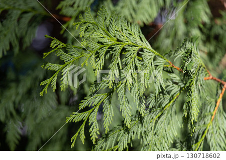 Close-Up of Evergreen Cedar Branch with Sunlit Green Needles 130718602