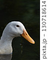 White Duck Eating in Water 130718614