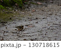 Small Bird Foraging on Mossy Forest Path in Overcast Light 130718615