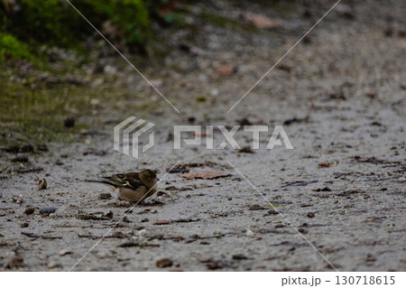 Small Bird Foraging on Mossy Forest Path in Overcast Light 130718615