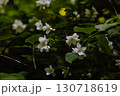 White Jasmine Flowers on Green Foliage 130718619