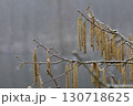 Delicate Frost-Covered Winter Hazelnut Catkins in a Gentle Snowfall 130718625