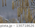 Close Up of Frosted Catkins on Tree Branches in Winter Landscape 130718626