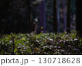 Solitary Leafy Twig Amidst Shadowy Forest Floor Landscape Rays 130718628