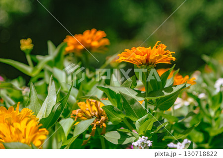 百日草の花5ー4 百日草の花5ー4 130718822
