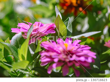 百日草の花5ー5 百日草の花5ー5 130718823