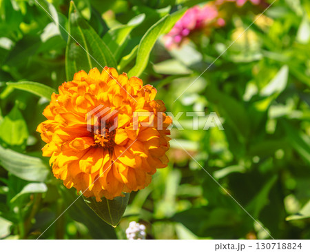 百日草の花5ー6 百日草の花5ー6 130718824