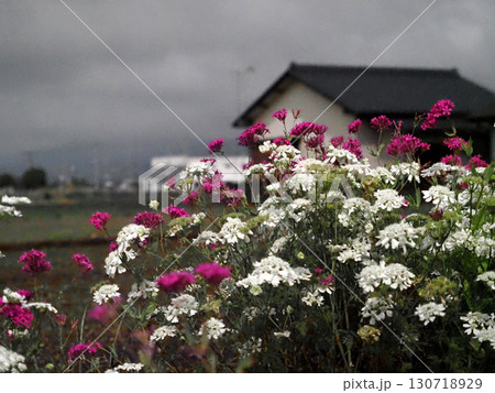白いオルレアと赤いムシトリナデシコの花々（春の香長平野 '25） 130718929