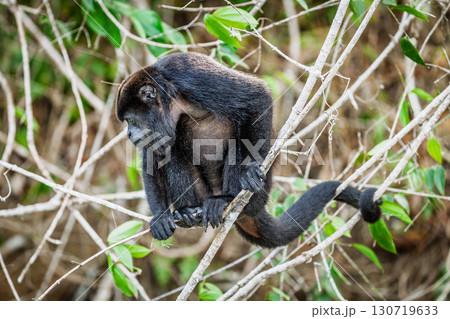 Howler monkey 130719633
