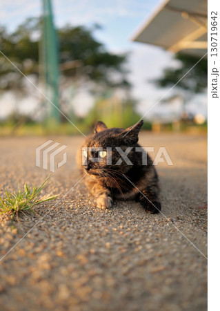 広場で遊ぶさび猫 130719642