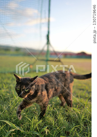 広場で遊ぶさび猫 130719646