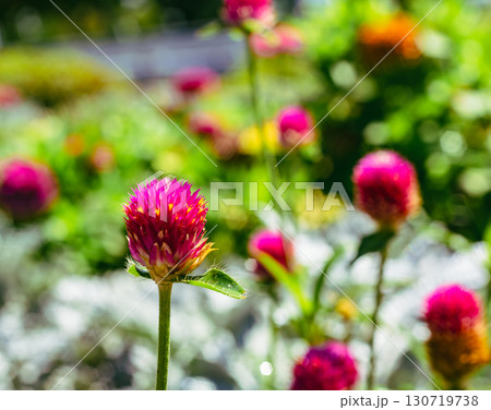 センニチコウの花7ー1 130719738