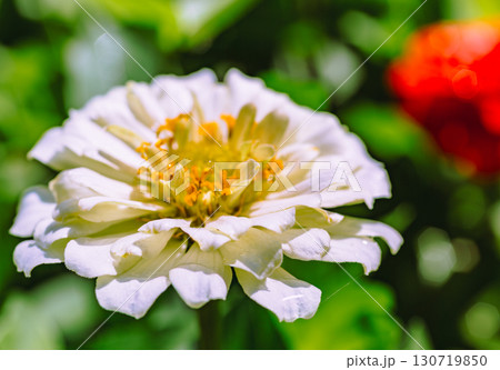 ヒャクニチソウの花7ー3 130719850