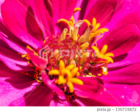 ヒャクニチソウの花7ー25 130719872