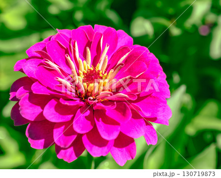 ヒャクニチソウの花7ー26 130719873