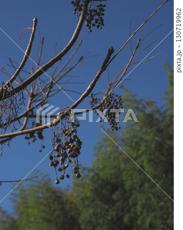 秋の日差しを浴びたハゼの実(青空と源内山緑地の竹林と櫨) 秋の日差しを浴びたハゼの実(青空と源内山緑地の竹林と櫨) 130719962