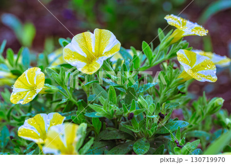 レモンスライスの花7ー1 レモンスライスの花7ー1 130719970