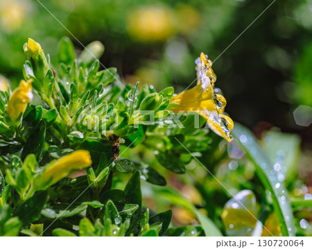 レモンスライスの花と水滴7ー12 130720064