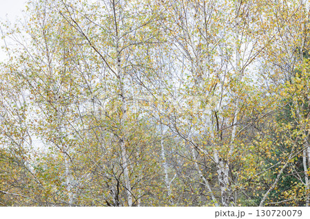 黄葉した林 黄葉した林 130720079