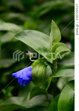 草津あおばな(草津市の花) 草津あおばな(草津市の花) 130720127
