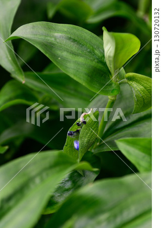 草津あおばな(草津市の花) 草津あおばな(草津市の花) 130720132