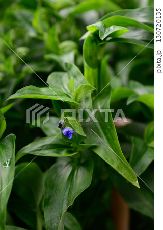 草津あおばな（草津市の花） 130720135