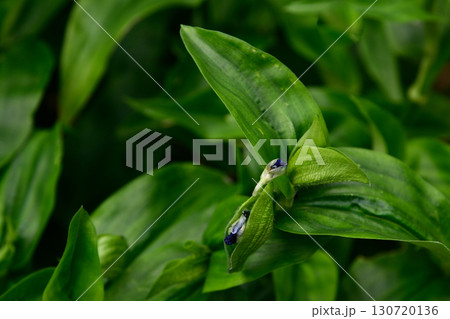 草津あおばな（草津市の花） 130720136
