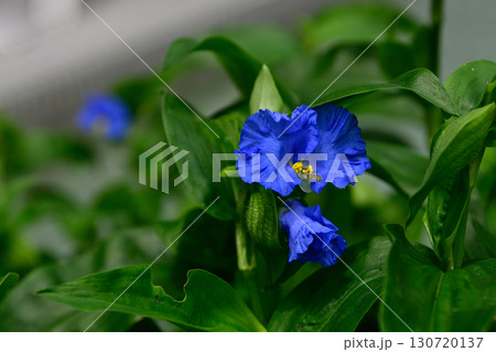 草津あおばな（草津市の花） 130720137