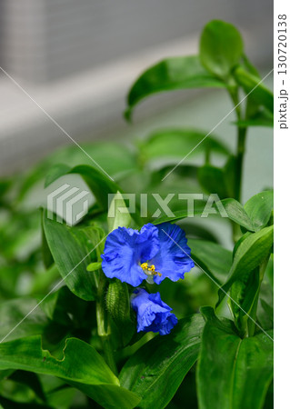 草津あおばな（草津市の花） 130720138