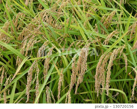 水田の稲穂 130720156