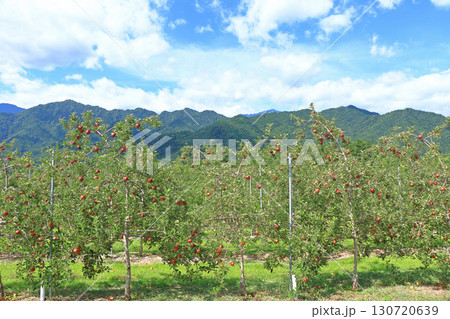 北アルプス山麓のリンゴ園 130720639