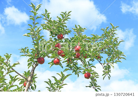 赤く色づいたリンゴ 130720641