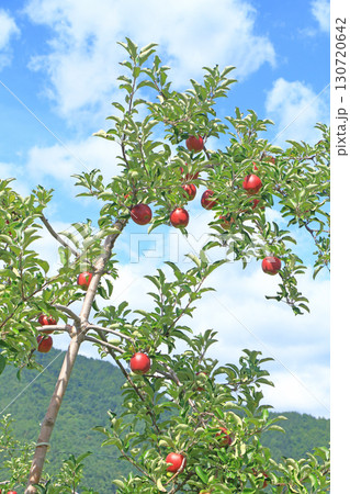 赤く色づいたリンゴ 130720642