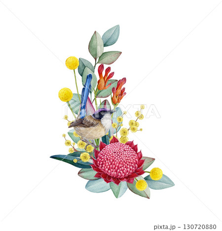 Australia native flowers decor with bird on white background. Vintage style watercolor illustration. Australian flora decoration design element with waratah flower, golden acacia, gum tree leaves 130720880