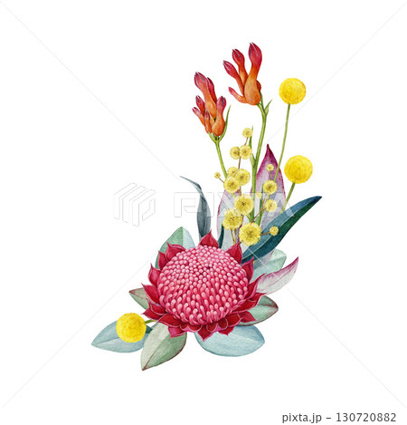 Australia native flowers floral decor on white background. Vintage style watercolor illustration. Australian flora decoration design element with waratah flower, golden acacia, gum tree leaves 130720882