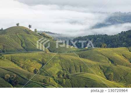 Landscape of Morning Mist with Mountain Layer. mountain ridge and clouds in rural jungle bush forest Landscape of Morning Mist with Mountain Layer. mountain ridge and clouds in rural jungle bush forest 130720964