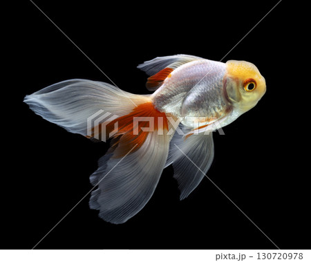 goldfish isolated on a dark black background 130720978