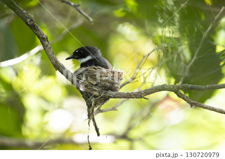 mother bird feeding her baby bird in the bird's nest. 130720979