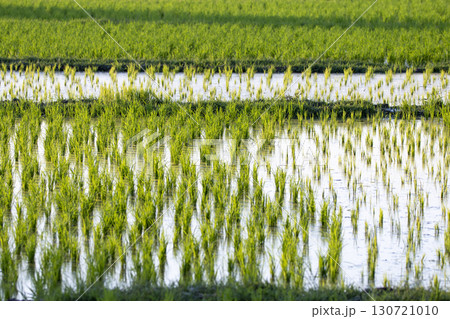 close up of yellow green rice field close up of yellow green rice field 130721010
