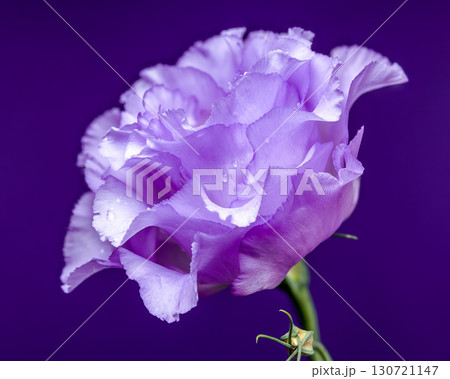Macro Shot of a Lisianthus Flower on a Purple Background 130721147