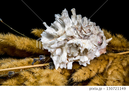 extured Seashell on Dried Grasses and Lavender extured Seashell on Dried Grasses and Lavender 130721149