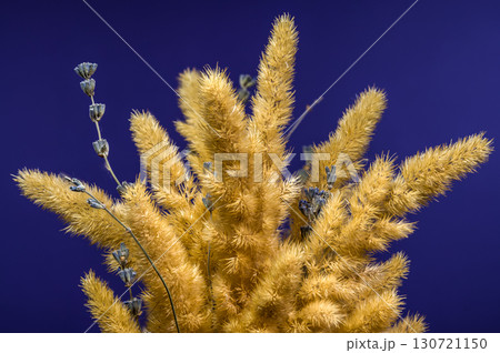 Dried Flowers and Lavender Against a Deep Blue Background 130721150