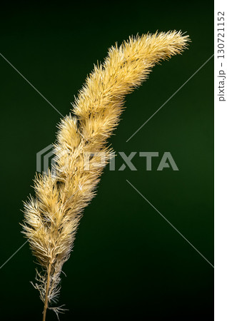 Single Dried Golden Grass Plume on a Dark Background 130721152