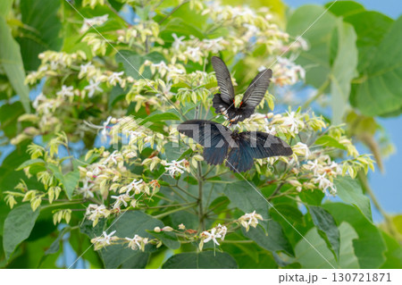 ナガサキアゲハとクサギの花 ナガサキアゲハとクサギの花 130721871