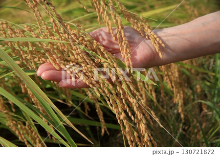 稲穂 130721872